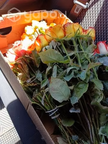 Rosas