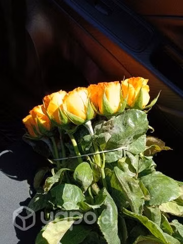 Rosas