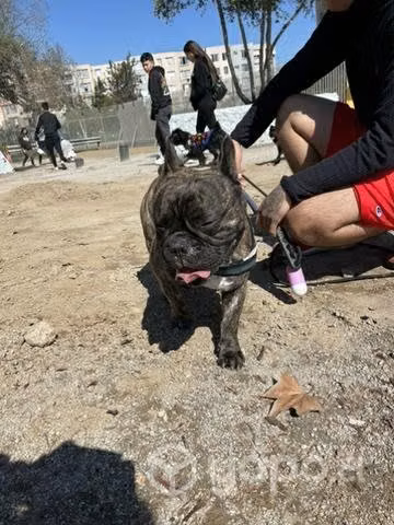 Busco novia para mi Bulldog - Imagen 2