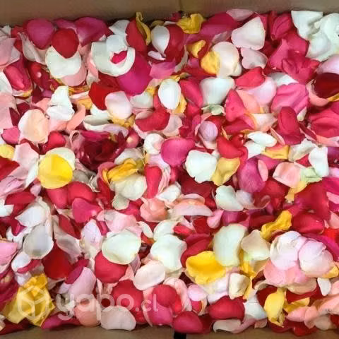 Pétalos de rosas