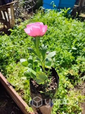 Hermosos Ranunculus