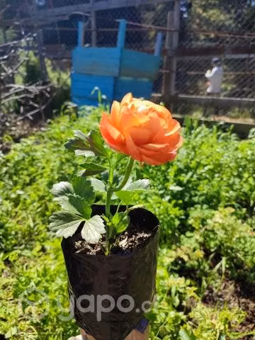 Hermosos Ranunculus