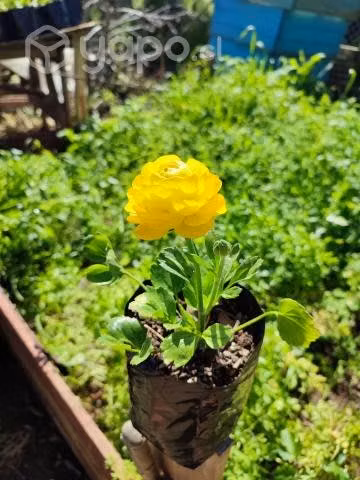 Hermosos Ranunculus