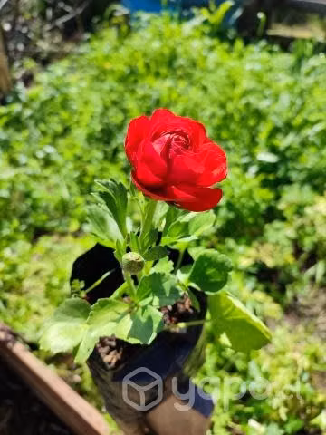 Hermosos Ranunculus