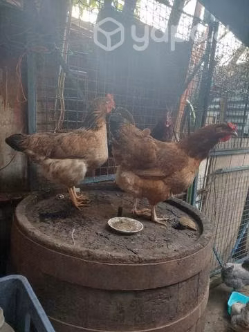 Gallinas !!