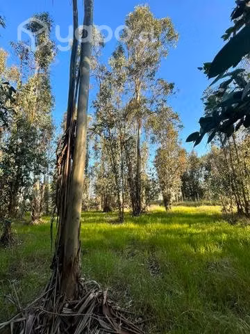 Parcela / terreno con casa en San Rafael