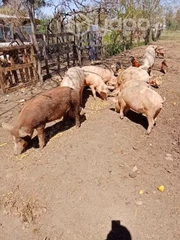 chancha parida