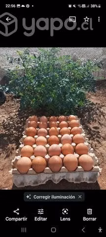 Huevos de gallinas felices