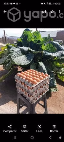Huevos de gallinas felices
