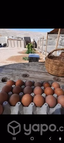 Huevos de gallinas felices