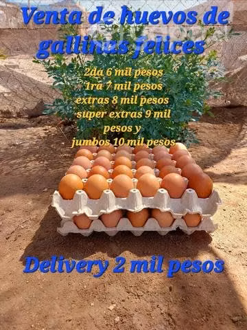 Huevos de gallinas felices
