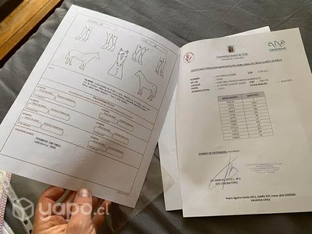 Linda Potranca inscrita cruza cuarto milla