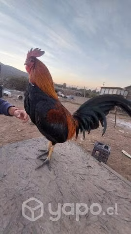 Gallo de pelea - Imagen 2