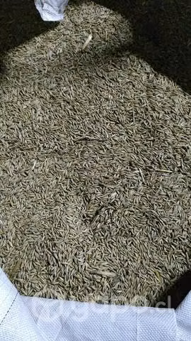 Avena supernova