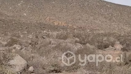Sitio en la serena, sector El Arrayán - Imagen 3
