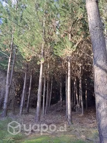 Venta de terreno 6 ha con pinos