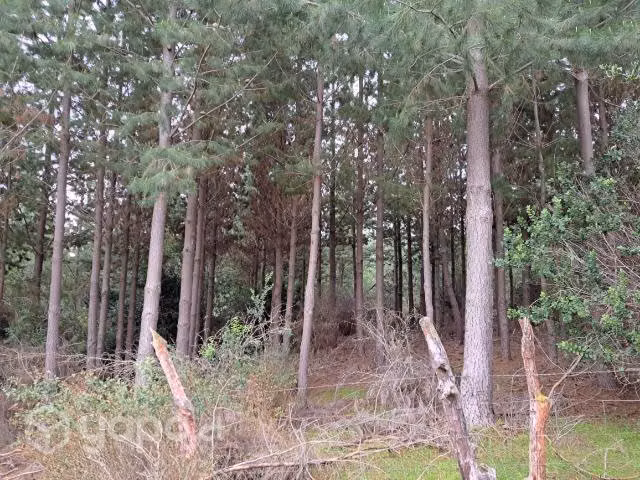 Venta de terreno 6 ha con pinos
