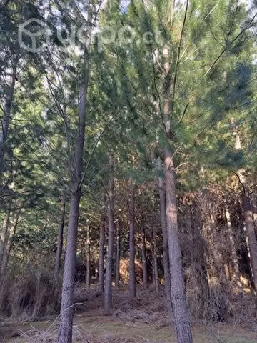Venta de terreno 6 ha con pinos