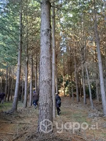 Venta de terreno 6 ha con pinos