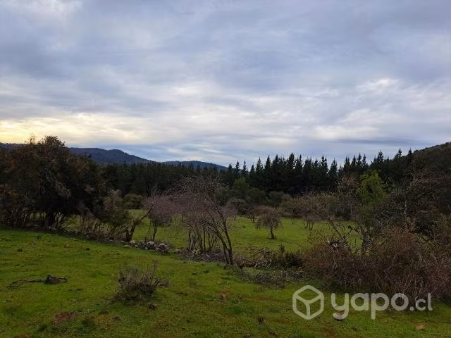 Venta de terreno 6 ha con pinos