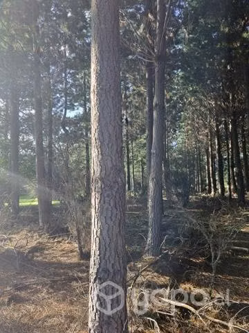 Venta de terreno 6 ha con pinos