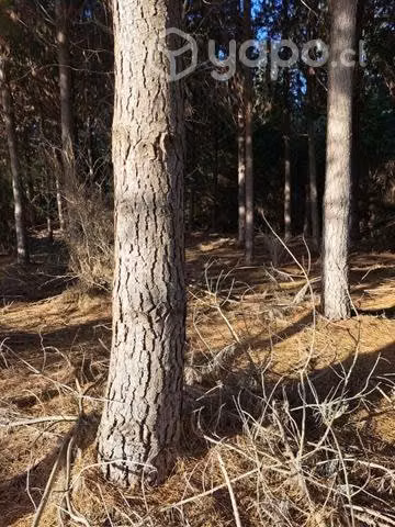 Venta de terreno 6 ha con pinos