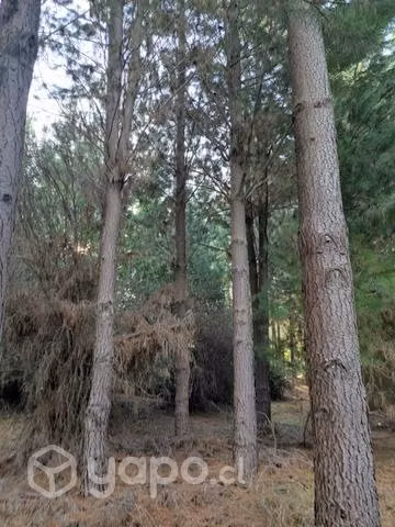 Venta de terreno 6 ha con pinos