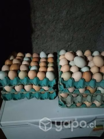 Huevos de casa