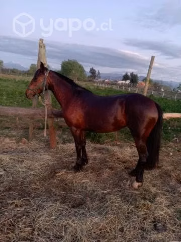 Yegua chilena no es (inscrita) 4 pa 5 años