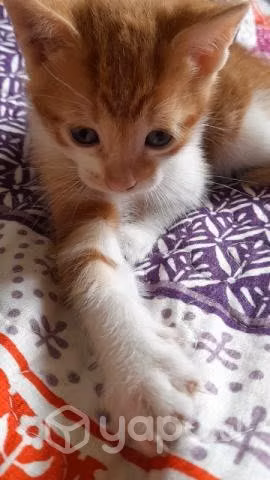 Se regalan gatitos machos - Imagen 2