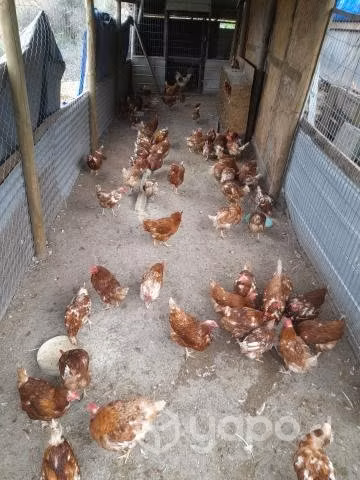 Gallinas de descarte "de 2 años "
