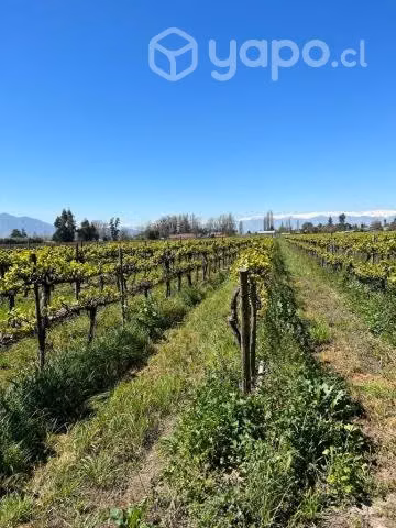 90.000 mt2 viña con rol propio - Imagen 2
