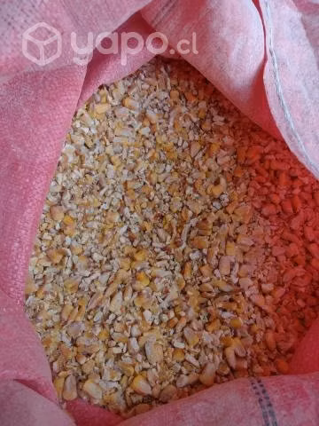 Avena molida
