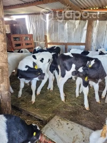 Terneros de 27 días