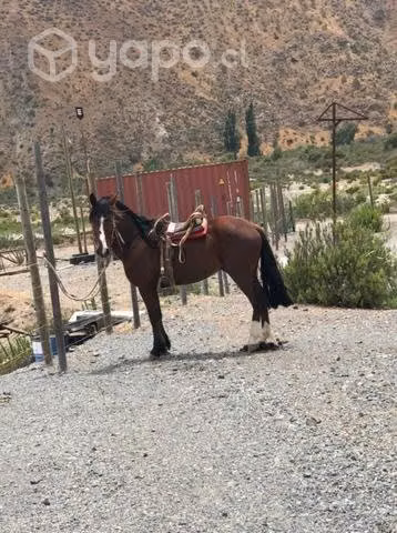 Caballo - Imagen 2