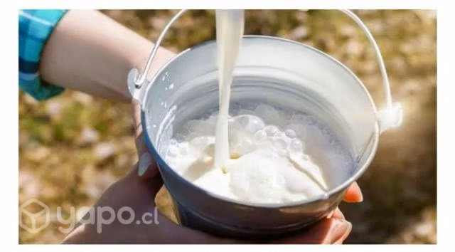 En busca de leche de vaca