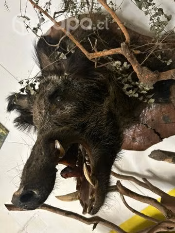 Cabeza de jabalí - Imagen 2