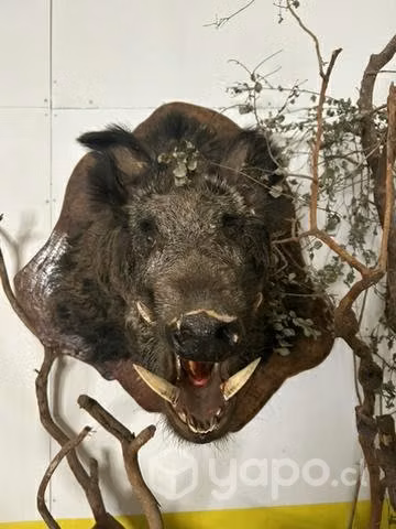 Cabeza de jabalí - Imagen 4