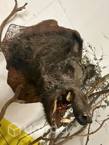 Cabeza de jabalí - Imagen 3