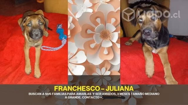 Adopcion para estos bbs