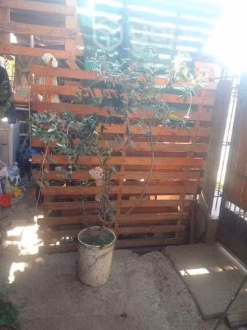 Olivo de 5 años oferton
