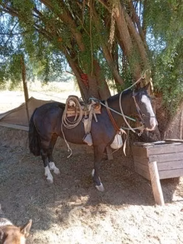 Caballo