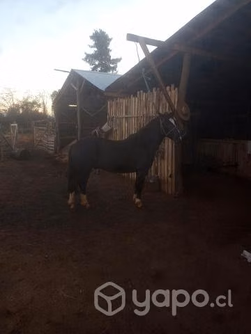Caballo monturero manzo