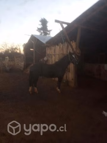 Caballo monturero manzo