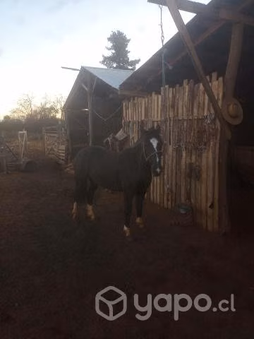 Caballo monturero manzo