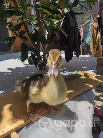 Patito