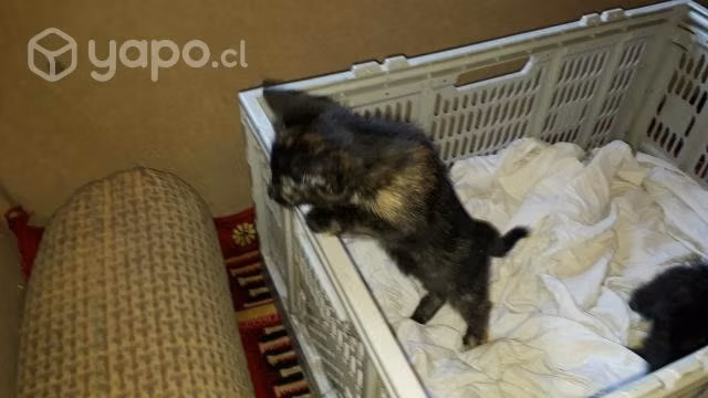 Se regalan gatitos 1 rubio 2 negritos - Imagen 4