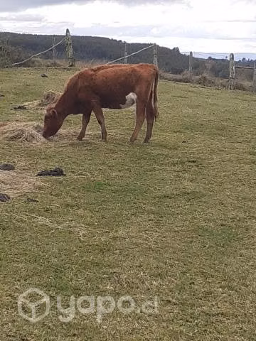 Bakillas preñadas