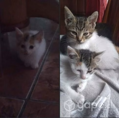 Regalo gatitos