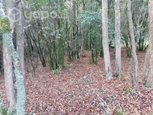 Parcela 5000mt2, en las afueras de Villa Baviera